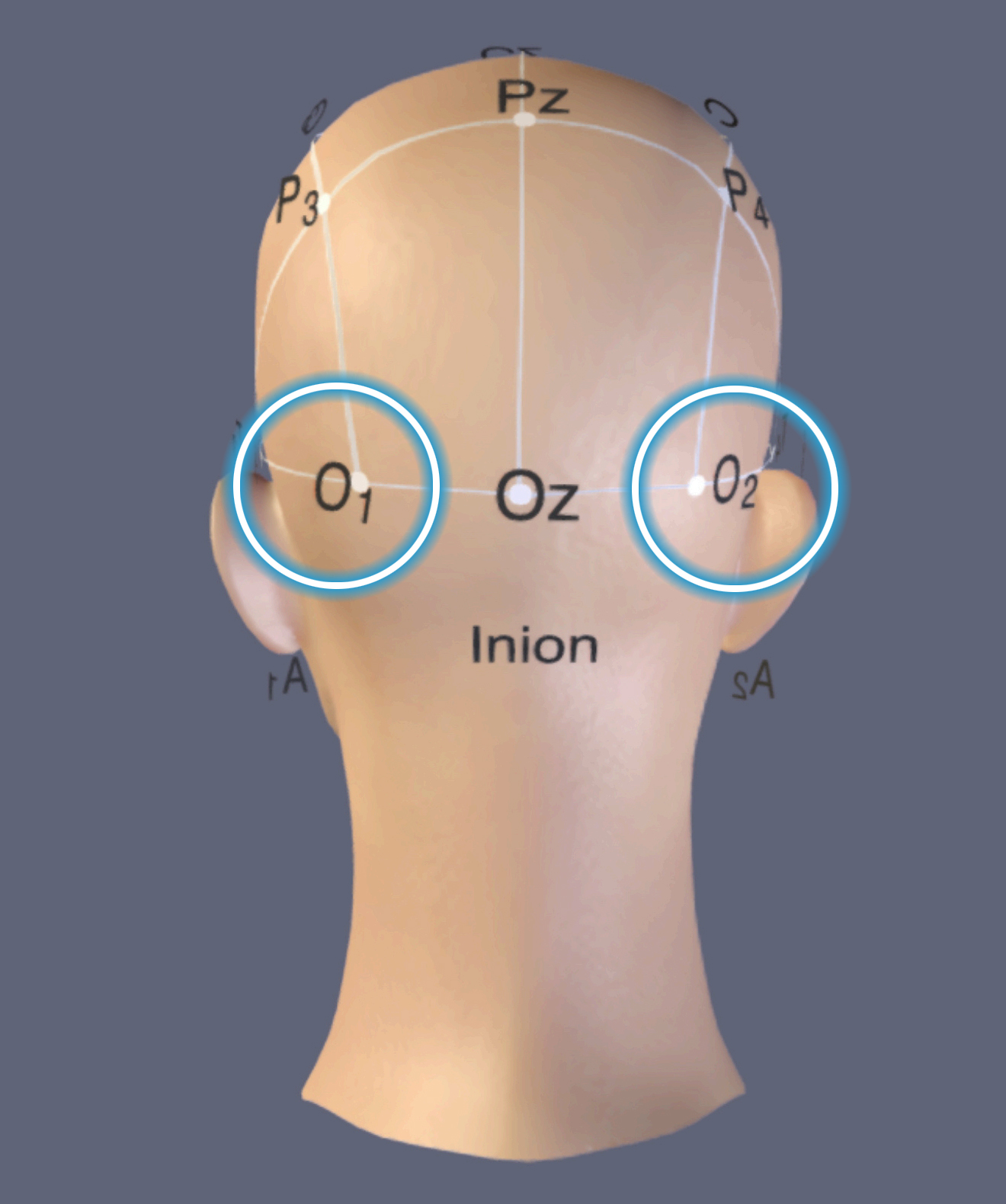 O1 O2 Locations