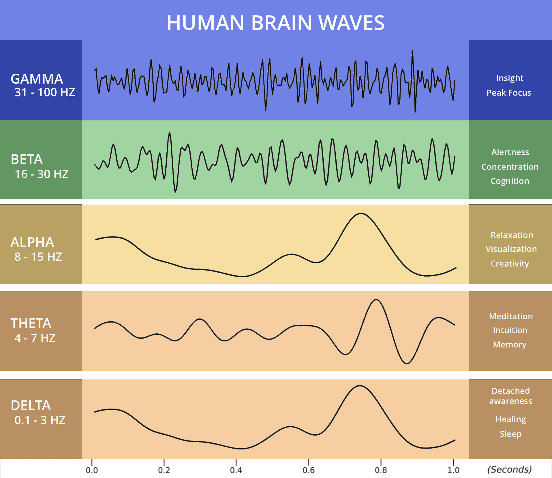 human brain waves